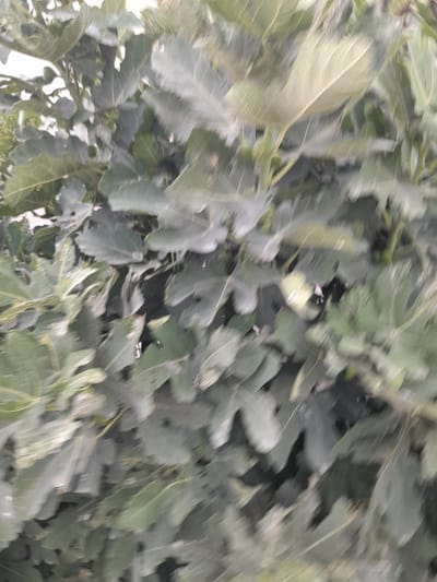 The image shows a blurred view of green leaves, possibly from a tree or shrub, in a natural environment. The leaves are varied in shape and size, with some appearing larger and more prominent than others. The lighting suggests it might be daytime, with some areas appearing brighter than others due to the play of light and shadow. There are no discernible human figures, structures, or other identifiable objects within the frame. The overall impression is one of dense foliage, with the blurriness obscuring fine details and creating a sense of movement. The location in the city of Алат, Uzbekistan, cannot be determined from the visual information provided.
