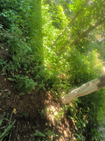 This image depicts an outdoor scene dominated by lush green vegetation, likely in the city of Karshi, Uzbekistan. The foreground features rich brown soil with some fallen leaves and scattered debris, suggesting a natural or minimally maintained environment. A portion of a light-colored tree trunk, possibly painted, is visible in the lower right quadrant, angled across the frame. The midground and background are filled with dense green foliage, including various plants and trees. Sunlight filters through the leaves, creating dappled shadows on the ground and illuminating the greenery. The overall impression is one of natural growth and sunlight in a relatively undeveloped area.