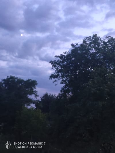 A hazy, dusk sky with wispy clouds is visible above a silhouette of trees. A sliver of the moon is visible in the upper left quadrant of the image. The foreground is dominated by dark green foliage, obscuring the ground and any potential inhabitants. The text "SHOT ON REDMAGIC 7 POWERED BY NUBIA" is overlaid in the bottom left corner. The overall scene is devoid of human presence and activity, suggesting an outdoor, natural setting on the outskirts of Dmosin, Poland.