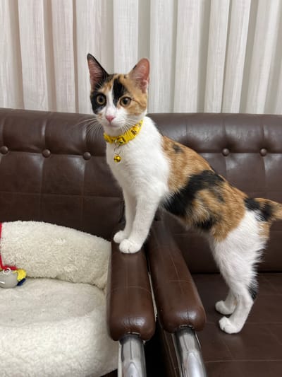 A calico cat with white, orange, and black markings is standing on the armrests of a brown leather sofa. The cat is wearing a yellow collar with a small bell. In the background, white curtains are visible. To the left of the cat, a white fluffy pet bed with a toy is present. The image appears to be taken indoors, likely in a residential setting, with no specific indicators of a city location like Ümraniye, Turkey.