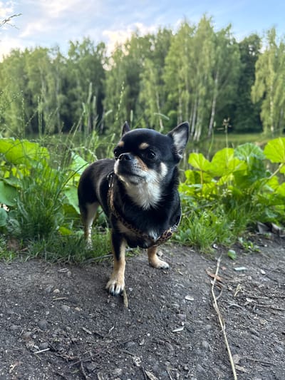 A small black and tan Chihuahua dog wearing a leopard-print harness stands on a dirt path. The dog is facing to the right, with its head slightly turned upwards and to the left. Its ears are perked up, and its mouth is closed. Behind the dog, lush green foliage and tall trees form a dense background. The sky is visible above the trees, with soft clouds and a hint of sunlight. The overall scene suggests an outdoor setting, possibly a park or a natural area on a clear day. The location of Летний Отдых, Russia, is not explicitly depicted or inferable from the visual elements of the image.