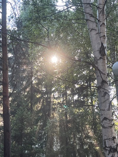 The image depicts a sunlit forest scene, likely within the city of Karagaiskii, Russia. In the foreground, to the left, is the trunk of a dark, rough-barked tree. To the right, a distinctive birch tree with white bark and dark markings stands prominently. The canopy of the forest is dense, with sunlight filtering through the leaves, creating a bright, starburst effect in the center of the image. Various types of trees, including evergreens, are visible, forming a lush, green backdrop. The overall impression is one of a natural, wooded environment bathed in sunlight. There are no people or specific actions captured in the image.
