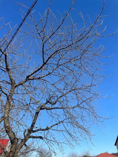 The image captures a tree with bare branches against a clear blue sky. Small buds are visible on the branches, suggesting it's early spring. Power lines are visible in the lower left corner. Part of a building with red elements is visible on the right side of the frame. The perspective is looking upwards into the tree.