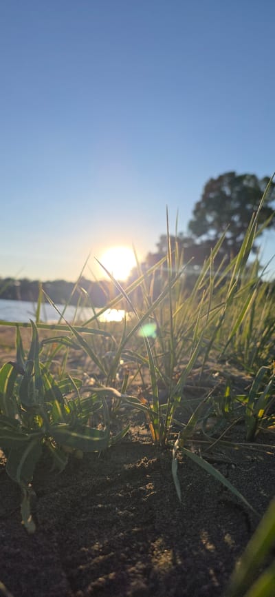 The image depicts a low-angle shot of tall grass blades in the foreground, illuminated by the setting sun. The sun is a bright, circular orb, slightly diffused by the atmosphere, positioned in the upper-left quadrant of the frame, casting a warm glow and lens flare across the scene. Behind the grass, a body of water, likely a lake or river, is visible, reflecting the sunlight. In the background, the silhouette of a large tree with dense foliage is present against a clear, light blue sky. The ground appears to be sandy or composed of fine gravel, with some patches of darker soil. The overall ambiance is serene and natural, suggesting an outdoor setting at dusk. This scene is consistent with the natural landscapes found along the shores of Issyk-Kul Lake in Kyrgyzstan. There are no people, animals, or man-made structures immediately apparent in the image, focusing solely on the natural environment.