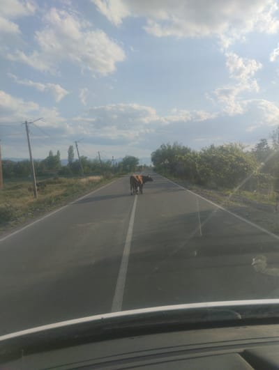 A lone brown cow stands in the middle of a paved road, facing away from the camera. The road is lined with green vegetation and trees, with power lines visible in the background. The sky is blue with scattered white clouds. The scene appears to be in a rural area, possibly Akhali Dioknisi, Georgia, given the presence of cows and power lines. The image is taken from a vehicle, as indicated by the car's dashboard visible in the foreground.