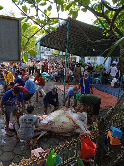 In Kauman, Indonesia, a crowd of people gathers outdoors near a building resembling a mosque. In the foreground, several men are working on a large animal carcass on a paved area. A man wearing a gray t-shirt with the text "TB. DUA PUTRI" is sitting near the carcass. Additional text visible in the image includes "GEDUNG ASTARA", "SAMSUNG", and "STANDART". Green and red bags rest near a metal fence. The atmosphere appears communal, suggesting a religious or festive event.