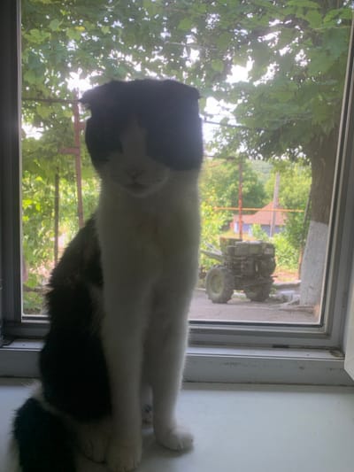 In Lypetske, Ukraine, a black and white cat is seated on a windowsill, looking out through a screen at a backyard scene. The cat has a black head with a white blaze on its face and chest, and a predominantly black body with white hind legs. Behind the cat, the view through the screen reveals lush green trees, sunlight filtering through the leaves, and a small, older-model agricultural tractor parked in the yard. The window frame is visible, as is the windowsill itself. The overall setting suggests a domestic, outdoor environment.