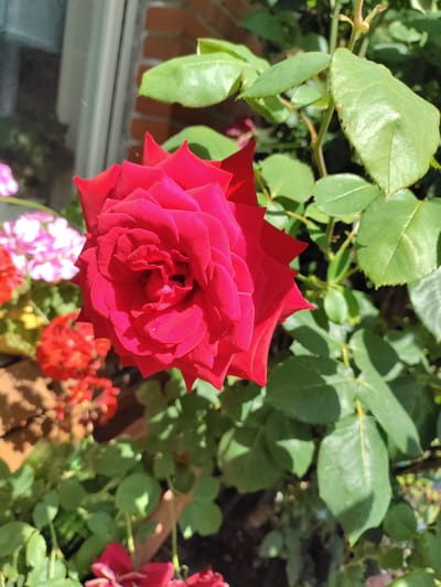 This is a close-up, eye-level, vertical shot of a vibrant red rose in bloom, bathed in bright sunlight. The rose is the primary subject, positioned in the center-left of the frame, with its petals unfurling in a spiral pattern. Surrounding the rose are lush green leaves, some of which are catching the light, creating a dappled effect. In the background, out of focus, are hints of other flowers: a cluster of pink and white blossoms to the left, and smaller red flowers below and to the left of the main rose. Further in the background, a brick wall and a window pane are visible, suggesting an outdoor setting, possibly a garden or balcony. The time of day appears to be daytime, given the strong sunlight and clear shadows. There are no people or text visible in the image. The overall mood is one of natural beauty and vibrancy. The location context provided is Itzehoe, Germany.