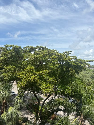 An elevated, medium-shot view shows a large green tree with dappled sunlight on its leaves in the foreground, with its branches extending across the frame. The sky above is a light blue with thin, wispy white clouds. In the middle ground, a paved road winds through lush green vegetation, with a white SUV parked on the side. Palm trees, with their distinctive fronds, frame the left and right sides of the image. In the far background, buildings and more trees suggest an urban or suburban setting. The overall impression is of a sunny day in a tropical or subtropical environment.