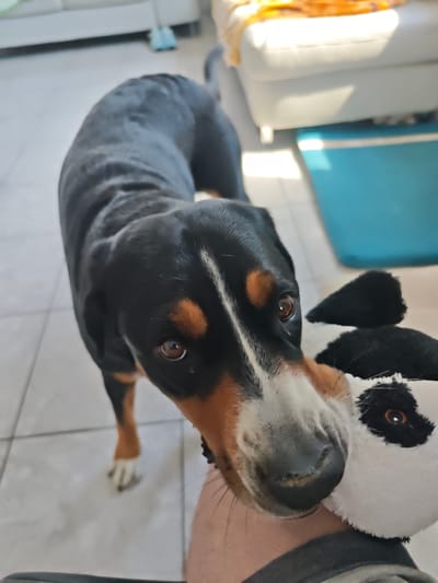 A large, black and tan dog, likely a Greater Swiss Mountain Dog, is standing over a person's arm, holding a stuffed toy in its mouth. The dog's body is mostly black with tan markings on its legs and face, and a white stripe down its forehead. The stuffed toy appears to be a black and white creature with large eyes. The scene takes place indoors on a tiled floor, with a portion of a couch and a blue container visible in the background. Sunlight is streaming into the room, creating shadows. The location is identified as Barntrup, Germany.