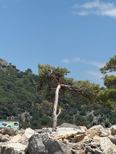 The image shows a tree growing out of a rocky cliff, likely in a mountainous area. In the background is a densely forested mountain slope. The sky is blue with some wispy clouds. There is a sign posted on the side of the cliff. The location is likely near Ortaca, Turkey. There is no information about people, actions or interactions.
