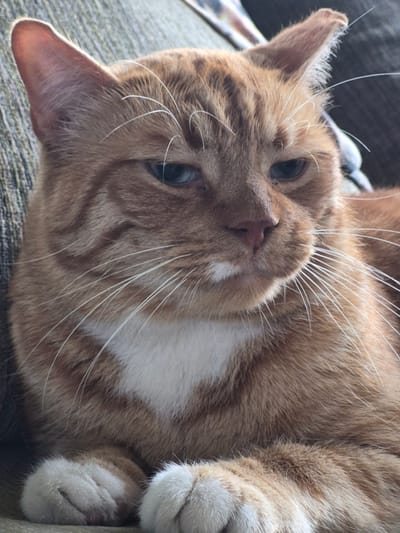 A close-up, eye-level shot features an orange tabby cat resting on a textured, green-brown surface. The cat's face is the primary focus, with its head tilted slightly. Its fur exhibits distinct orange and darker orange stripes, particularly on its forehead and cheeks. A patch of white fur is visible on its chest, forming a V-shape. The cat's eyes are partially closed, appearing blue-green. Long, white whiskers fan out from its muzzle. The cat's front paws are tucked beneath its chin, with white fur and visible toe beans. The background is out of focus and appears to be a sofa or cushion. The image has a shallow depth of field, drawing attention to the cat's facial features. The lighting is soft, casting subtle shadows. There are no people present in the image. The environment appears to be indoors. The cat is the sole subject. The image provides no information to suggest the location is in Sooblase, Estonia.