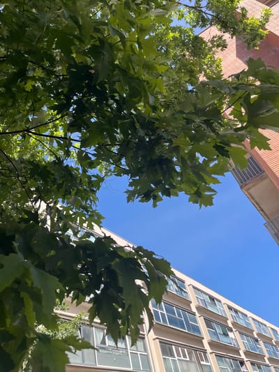 This low-angle, full-shot photograph captures a clear, bright blue sky peeking through the dense green foliage of a tree in Figueres, Spain. The leaves, primarily maple, are lush and vibrant, with some branches extending across the frame. In the upper right, a portion of a brick building with balconies is visible, its warm red tones contrasting with the cool sky. Below and to the left, a cream-colored building with numerous large windows, likely residential or commercial, fills the lower right and center of the image. The architecture suggests an urban environment. There are no people visible in the frame. The scene depicts a sunny day, with the sun casting subtle shadows on the leaves and buildings.