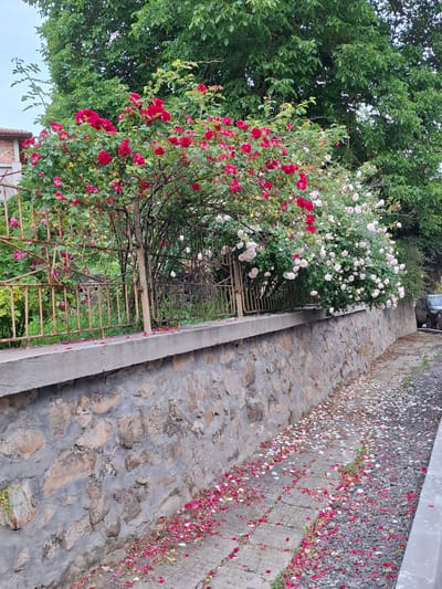 In Baylovo, Bulgaria, a stone wall lined with a concrete coping runs diagonally from the bottom left to the upper right of the frame. A pathway paved with stones and gravel, strewn with fallen rose petals, follows the wall. Two rose bushes, one with vibrant red roses and another with pale pink roses, are situated behind a rusty metal fence atop the wall. Lush green trees form a dense canopy in the background. A portion of a brick building is visible to the left, and the rear of a dark-colored car can be seen on the right.