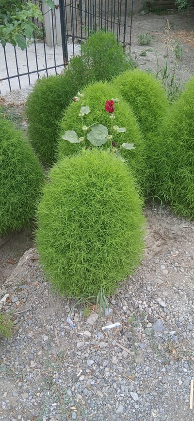 A medium shot captures a grouping of four spherical, bright green plants, likely Kochia scoparia, with a single red hollyhock flower blooming amongst them. The plants are situated on a gravelly surface with scattered debris, including cigarette butts and small pieces of plastic. In the background, a black metal fence stands partially obscured by the foliage. The scene appears to be an outdoor area in Andijani, Uzbekistan, possibly a garden or public space, characterized by dry earth and sparse vegetation. The lighting suggests it is daytime, with soft, diffused light. There are no people visible in the image.