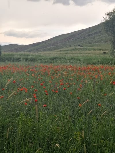 The image depicts a field of red poppies in Martiros, Armenia, under a cloudy sky. The foreground is dominated by tall green grass and numerous bright red poppy flowers scattered throughout. Some taller, lighter-colored stalks of grass are also visible. In the middle ground, the field of poppies continues, stretching towards a gentle, green hillside that forms the background. The hillside is covered in sparse vegetation and appears to be part of the natural landscape. The sky is overcast with gray clouds, suggesting a diffused light. No people or animals are present in the scene. The overall impression is a natural, rural landscape with a focus on the vibrant red of the poppies.