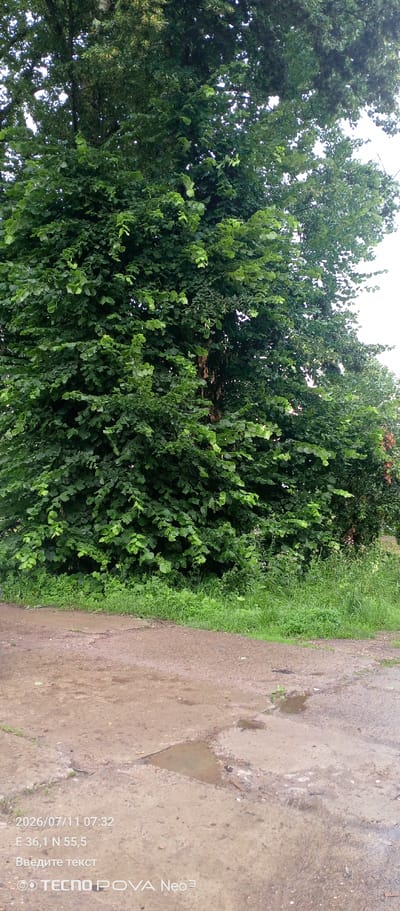 The image shows a large, lush green tree with dense foliage. In the foreground, there is a dirt path with puddles of water. The path appears to be unpaved and somewhat uneven. The overall scene suggests an outdoor, natural environment, possibly a park or a rural area. The date and time stamp on the image indicates "2026/07/11 07:32" and coordinates "E 36,1 N 55,5". The text "Введите текст" (Enter text) and "© TECNO POVA Neo³" are also present. This would place the location in Stroitel', Russia, as per the provided context.