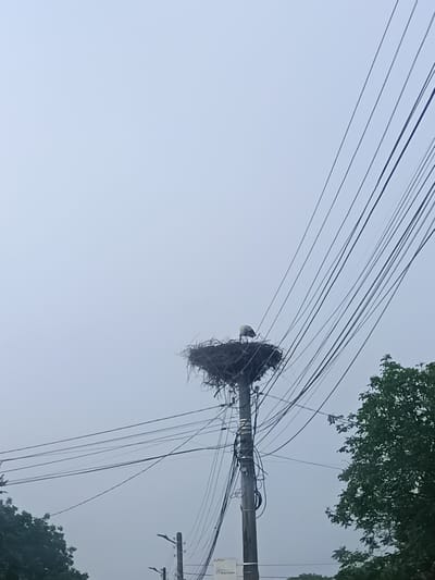 The image depicts a tall utility pole in Musachevo, Bulgaria, topped with a massive bird's nest. A single large bird, characteristic of a stork, stands within the nest, its head slightly lowered. The nest appears to be constructed on a purpose-built platform.

Numerous power and communication lines extend from the utility pole, creating a dense web of wires that traverse the pale, overcast sky diagonally across the upper right portion of the frame. The sky is a uniform, soft greyish-blue, suggesting a heavily clouded day or diffuse lighting conditions. Green foliage from trees is visible in the lower corners of the image, and a partial view of another utility pole can be seen in the lower left background. A small white box or sign with illegible Cyrillic text is attached to the main pole near its base. The scene captures an intersection of natural wildlife and human infrastructure.