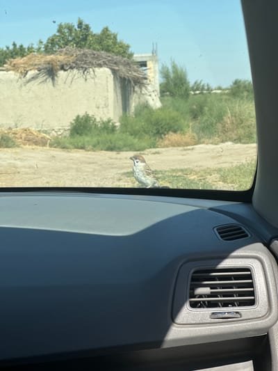 The image captures a small sparrow perched on the edge of a car's windshield, viewed from inside the vehicle. The sparrow is facing right, its body a mixture of brown and white feathers. Behind the windshield, a rural landscape unfolds under a clear blue sky. In the mid-ground, a rustic building with a thatched roof is visible, surrounded by green vegetation and dry brush. Further in the background, more trees and a partially constructed building can be seen. The foreground is dominated by the gray dashboard of the car, with an air vent clearly visible on the right side. The overall scene suggests a stop in a rural area, possibly on the outskirts of Ikkibolo, Uzbekistan, where the bird has landed on the car.