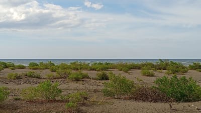 The image depicts a coastal landscape in Pusong, Indonesia, under a partly cloudy sky. In the foreground, a sandy beach is dotted with numerous small, green shrubs and some dry, brown vegetation. The sand is a light brown color, with scattered pebbles and dried leaves. The middle ground features the calm, blue-green ocean, its surface rippling gently. The horizon line is clearly defined between the sea and the sky. The sky itself is a pale blue, with large, fluffy white clouds scattered across it. The overall impression is one of a serene, natural environment.