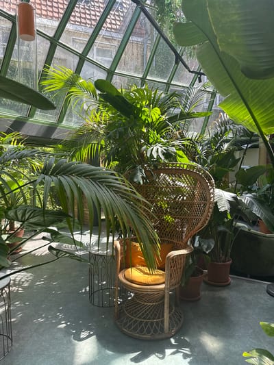In a sun-drenched conservatory in Zwolle, Netherlands, a wicker peacock chair with a vibrant yellow cushion is nestled amongst a lush collection of indoor plants. The sunlight streams through the glass ceiling, casting dappled shadows of the leaves onto the cool, grey tiled floor. Tall plants with large, glossy leaves and feathery palm fronds create a dense, tropical atmosphere. Two terracotta pots containing more greenery are visible in the background. The scene suggests a peaceful, tranquil setting, perhaps a quiet corner for reading or relaxing, with the natural light and abundant plant life evoking a sense of calm and serenity. The time of day appears to be morning or afternoon, judging by the quality and direction of the sunlight. No people or visible text are present in the image.