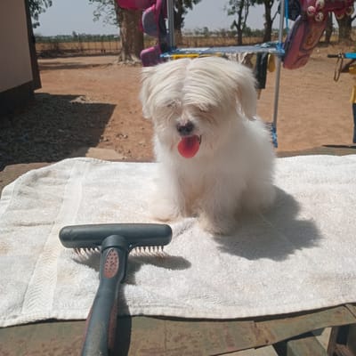 The image, likely taken outdoors in Bomo, Nigeria, shows a small, white, long-haired dog sitting on a white towel. The dog is panting, with its tongue visible. Next to the dog on the towel is a black and gray dog grooming brush. In the background, there is an indeterminate structure made of blue and yellow material. The ground is visible behind the structure. It appears to be a sunny day. The presence of the towel and brush suggests the dog may be undergoing grooming.