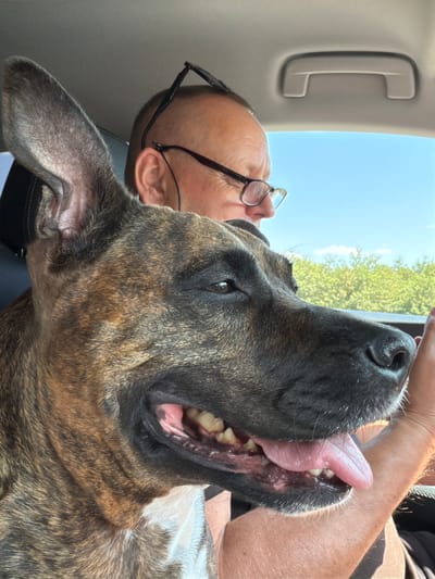 The image shows a close-up view of a brindle-colored dog in the passenger seat of a car. The dog's head is turned to the right, with its mouth open and tongue hanging out. A man wearing glasses is visible behind the dog, partially obscured. The background shows a bright blue sky with some trees visible through the car window, suggesting an outdoor setting, possibly in the Municipality of Draganić, Croatia. The overall scene depicts a casual moment of a dog and its owner in a vehicle.