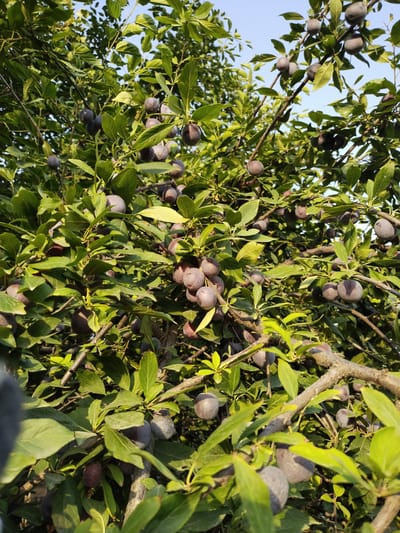 The image shows a close-up view of a plum tree laden with ripe fruit, set against a clear blue sky. The plums are a deep purple color and hang in clusters among lush green leaves and gnarled branches. The sunlight casts dappled shadows across the scene, highlighting the textures of the fruit and foliage. The image appears to be taken outdoors, possibly in a garden or orchard, with no specific urban landmarks visible to indicate a location within Ikkiaul, Uzbekistan.