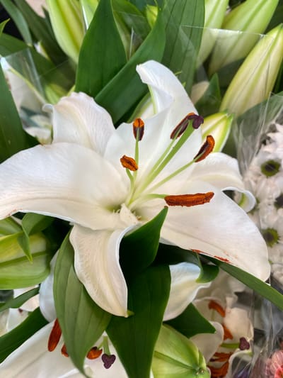This is a close-up, eye-level, indoor shot of a bouquet of white lilies, with some buds visible. The focus is on the details of a fully bloomed lily in the foreground, showcasing its white petals, prominent orange stamens with brown anthers, and green pistil. The background is a blur of more lilies, buds, green leaves, and clear plastic wrapping, suggesting they are arranged for sale or as a gift. There are no people, actions, or interactions depicted. The image does not contain any elements that would place it in the city of Herning, Denmark.