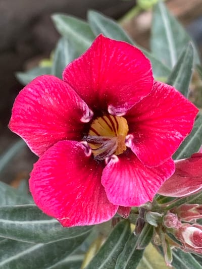 A close-up, eye-level shot captures a vibrant, pink desert rose flower in full bloom, set against a soft-focus background of green leaves and a dark, earthy tone. The flower, with its five distinct petals, displays a gradient of pink, deepening to a rich magenta towards the edges and fading to a bright yellow and red center. Delicate, dark stamens are visible within the flower's throat, dusted with pollen. The petals exhibit a slightly velvety texture with subtle, darker pink veining. The surrounding leaves are elongated and pointed, a muted green with a slightly fuzzy appearance. Below the bloom, several small, unopened buds are visible, some showing hints of pink and white. The scene suggests an outdoor setting, potentially a garden or nursery, in Ban San Ton Kok, Thailand, given the climate-appropriate flora. There are no people or animals present in the image. The lighting appears natural, highlighting the flower's intricate details and saturated colors.