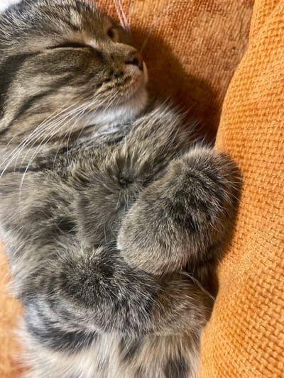The image is a close-up, eye-level shot of a tabby cat sleeping on an orange, textured surface. The cat is curled up, with its paws tucked in, and its eyes are closed. Its fur is a mix of grey, black, and brown stripes. The orange surface appears to be fabric, possibly a cushion or blanket. There are no people or other animals visible in the image. The lighting is soft, suggesting an indoor setting. There is no information in the image to indicate its location in the city of Pokhvistnevo, Russia.