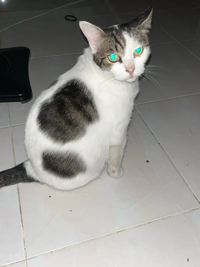 A domestic short-haired cat is sitting on a tiled floor in what appears to be an indoor space. The cat has a white base coat with distinct grey tabby patches on its back, head, and tail. Its eyes are a striking cyan color, likely due to the flash of the camera. A black object, possibly a kitchen appliance, is visible in the upper left corner of the frame. The floor is made of light-colored tiles with dark grout lines. The background is dimly lit, suggesting the photo was taken in low-light conditions. The cat's posture indicates it is alert and observing its surroundings. The location is identified as Masangan Kulon, Indonesia, though no specific landmarks in the city are discernible from the image.