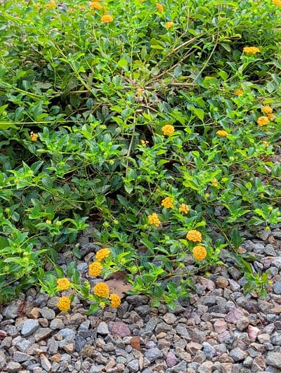 A medium shot captures a dense bush with small, yellow, clustered flowers against a backdrop of gray and pinkish gravel. The bush is vibrant green, with many small, serrated leaves and thin, winding stems. Several clusters of yellow flowers are visible throughout the bush, some appearing fully bloomed and others as buds. The gravel fills the right side and upper portions of the frame, showing a variety of stone sizes and colors, suggesting an outdoor, possibly arid or well-drained location. The lighting appears bright, indicating daytime, and the scene is natural and serene. There is no text visible in the image. The setting could be a garden or a landscaping feature in Paradise, United States of America.