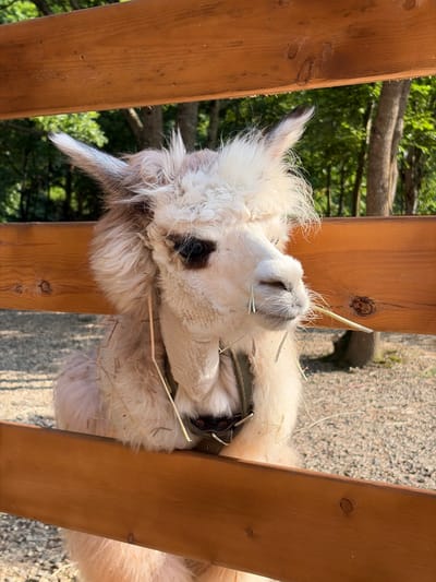 A fluffy white alpaca is lying down between two wooden beams, its head resting on the ground. The alpaca has dark eyes and dark patches of fur around its eyes. It is wearing a green collar with metal attachments. Pieces of hay are scattered around its head and body, and some pieces are stuck in its fur. The alpaca appears relaxed and possibly sleeping.

The background consists of trees with green foliage and a gravelly ground surface. Sunlight is filtering through the trees, suggesting it is daytime. The scene is outdoors, likely in an enclosure or pen, given the presence of wooden beams and the alpaca's attire. The overall impression is peaceful and natural. The image is taken at an angle, with the alpaca's body extending out of frame. There is no visible text in the image. The location is specified as Goryachy Klyuch, Russia.