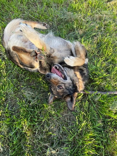 An overhead shot captures a large, happy dog lying on its back in lush green grass in Drinovo, Bulgaria. The dog, which appears to be a German Shepherd mix or similar breed, has tan, black, and gray fur. Its belly is exposed, and all four paws are playfully curled up in the air. Its mouth is wide open, revealing its tongue and teeth, with a joyful, almost panting expression. The dog's eyes are looking upwards towards the camera, conveying a sense of playfulness and contentment.
The setting is an outdoor grassy area, possibly a yard or park. The grass is well-lit by sunlight, casting long, soft shadows, suggesting either late afternoon or early morning. A thin, dark stick is visible in the upper right portion of the frame, lying on the grass near the dog's head. The overall mood of the image is cheerful and relaxed, highlighting the dog's enjoyment of its outdoor surroundings. No text is visible in the image.