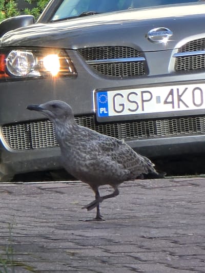 A medium shot captures a juvenile seagull standing on a cobblestone surface in front of a dark gray Nissan SUV in Sopot, Poland. The seagull is facing left, with its head turned slightly to the right. Its feathers are predominantly gray and white, with darker speckles. The SUV's front bumper and grille are visible, along with a license plate that reads "GSP 4K0". The left headlight of the SUV is illuminated, casting a bright glare. The background is slightly blurred, suggesting shallow depth of field. The scene appears to be outdoors during daylight.