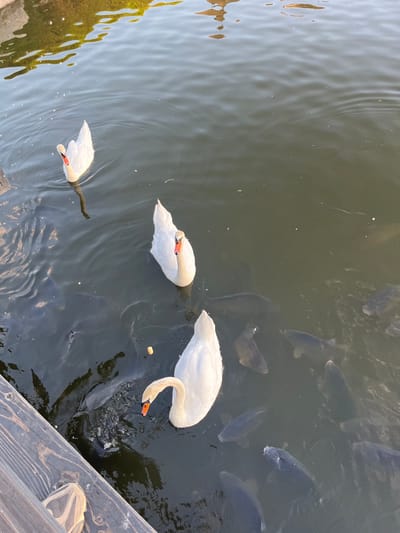 In Bohdanivka, Ukraine, on a body of water, four white swans and numerous dark-colored carp are visible. One swan is in the foreground, its head bent down, seemingly interacting with the fish. Another swan is positioned to its left, facing away, with a third swan further left and slightly behind it. A fourth swan is in the upper left quadrant of the image. The water reflects sunlight, creating a dappled effect, and a wooden dock is partially visible in the lower left corner.