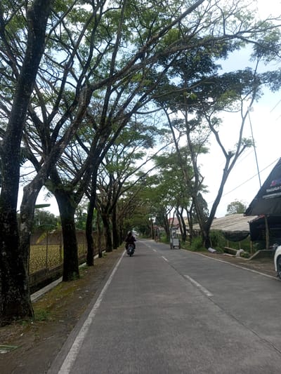 The image depicts a street scene in Xayabury District, Laos, characterized by tall, mature trees lining both sides of a grey asphalt road. The trees' branches interlock, forming a canopy overhead. On the left side of the road is a concrete barrier. On the right, a vendor is visible with a mobile food cart and a covered outdoor structure sits further down the road. A single-rider scooter is traveling along the road in the direction of the photographer. Another person is walking on the left side of the road in the distance. The sky is light blue with scattered clouds.