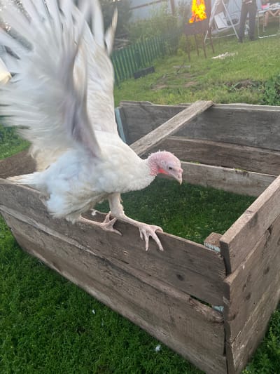 In the village of Bizyaki, Russia, a white turkey stands on the edge of a wooden enclosure, its wings spread wide. The turkey has a pink head and neck, and its feet are visible on the weathered wood. The enclosure appears to be made of rough, unpainted planks. Behind the turkey, a grassy yard is visible with a green fence in the background. Further back, a barbecue grill with flames is set up, and several people are gathered around a table, suggesting an outdoor gathering. The overall scene captures a moment of rural life on a bright day.