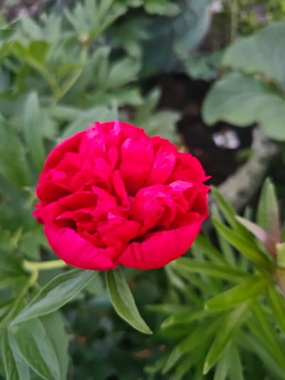 The image presents a close-up view of a vibrant, deeply magenta or fuchsia-colored flower, resembling a peony, situated in an outdoor garden environment in the city of Novaya Or'ya, Russia. The flower is prominently featured in the center of the frame, slightly offset to the right, displaying numerous tightly packed, ruffled petals forming a full, rounded bloom. The background consists of various shades of blurred green foliage, indicative of a shallow depth of field, with some darker, indistinct areas suggesting underlying soil or shadow, particularly in the upper right. No human figures, man-made structures, or discernible actions are present. The lighting is soft and natural, highlighting the rich color and texture of the petals.