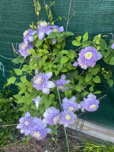 The image displays a cluster of double-flowered clematis plants with pale lavender petals and green centers, blooming against a dark green mesh fence. The clematis vines are intertwined with their green leaves and some developing flower buds. To the left of the fence, there is dense, green foliage of other plants, and below the fence, there is dry grass and twigs, as well as a hint of a wooden border. The lighting suggests it is daytime, possibly outdoors in a garden or yard. The location is noted as Fasivochka, Ukraine, though no specific urban features are visible to confirm this. No people or animals are present in the scene.