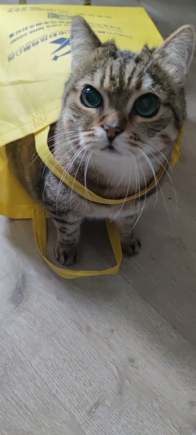 A close-up, eye-level shot shows a tabby cat with striking green eyes peeking out from a yellow tote bag. The cat's head and front paws are visible. The yellow bag has text printed on it, partially obscured by the cat, and yellow straps. The background consists of a light-colored wooden floor. The image appears to be an indoor setting, likely a home, in the city of Zapadny, Russia. There is no indication of outdoor elements or specific city landmarks. The lighting is even, suggesting artificial light.
