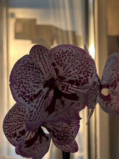 The image shows a close-up view of a spotted orchid with white petals and purple markings. The orchid is illuminated by soft, warm light, possibly from a window. The background is blurred, showing diffused light and vertical lines that suggest curtains or blinds. There are no people or specific city landmarks visible that would indicate its location in Podilsk, Ukraine.
