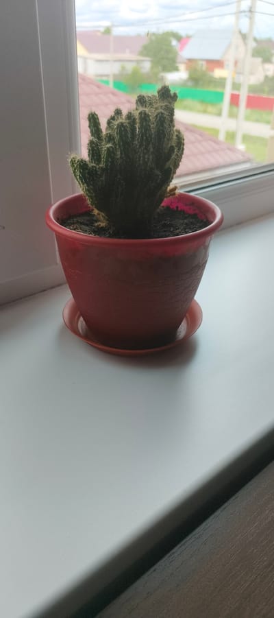 This media file shows a potted cactus placed on a windowsill. The cactus is green and has many spiky arms. It is in a red plastic pot with a matching saucer. The pot is sitting on a white surface, likely the windowsill. In the background, out of focus, is a view of houses and trees under a cloudy sky. The scene appears to be outdoors, suggesting a daytime setting. The style of the houses and the presence of trees indicate a rural or suburban environment. There is no visible text in the image. The location context is Aktanyshbash, Russia.