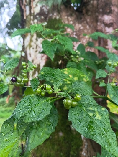 A close-up photograph captures a plant bearing green leaves and spherical berries, set against a blurred background of a tree trunk and foliage. The leaves are deep green, many with visible water droplets on their surfaces, and some display yellow mottling. Clusters of small, green, unripe berries are prominent on the stems. One berry on the left side of the frame is dark purple, indicating ripeness. The background features a light-colored tree trunk with textured bark, appearing out of focus, and indistinct green growth further behind. The scene is located in Banteay Srei, Cambodia.