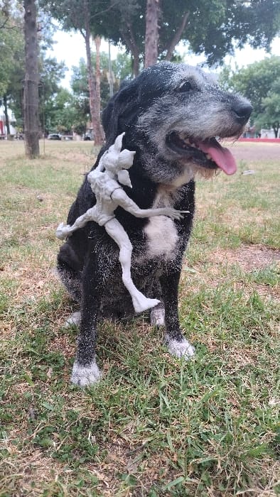 A black and gray furry dog lies on its side on grass, tongue hanging out. A gray figurine of a person lies on top of the dog. The dog is covered in light-colored specks. Trees, grass, and a blurred building are in the background.