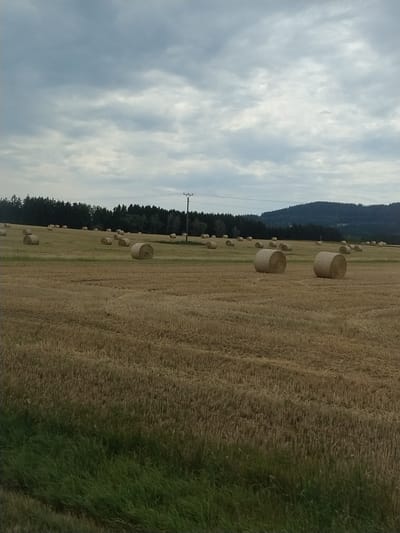 The image depicts a field with numerous cylindrical hay bales scattered across it. The field is dry and golden, indicating it has been recently harvested. In the background, a line of dark green trees forms a dense forest. Beyond the trees, a dark green hill rises against a cloudy sky. A telephone pole stands prominently in the middle ground of the field. The overall scene suggests an agricultural landscape in a rural setting, likely during late summer or early autumn. The presence of hay bales is consistent with the harvesting of cereal crops. Based on the location provided, this scene is situated in Netřebice, Czechia.