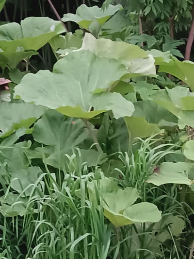 The image depicts a dense cluster of large, light green leaves and tall green grass, suggesting a natural or garden setting. Some darker green leaves and reddish-brown stems are visible in the background. The lighting indicates it is daytime, possibly overcast given the diffused light and lack of strong shadows. The scene is rich with foliage, creating a sense of lushness and organic growth. There are no discernible people, animals, or man-made structures within the frame. The overall impression is one of vibrant plant life in a natural environment. The reference to Krasnopol'ye, Russia, places this scene within a specific geographical context, implying a temperate climate conducive to this type of vegetation.