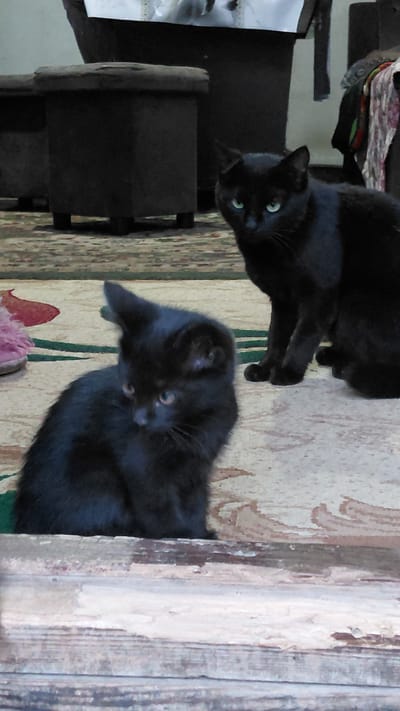 The image depicts two black cats indoors, likely in a residential setting. One cat, an adult, is seated on a patterned carpet, facing the camera with its green eyes clearly visible. The other cat, a kitten, is positioned in the foreground, also seated on the carpet, with its head turned away from the camera and appearing to be looking down. The background shows furniture, including dark-colored storage units or benches, and part of a rug with a floral or abstract pattern. The lighting is dim, suggesting an indoor environment. The specific location in Ak-Terek, Kyrgyzstan, is not discernible from the visual information provided in the image.