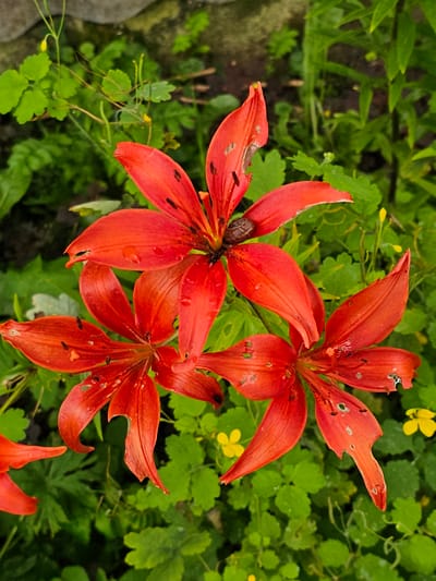 A close-up, top-down shot shows three bright orange lily flowers in bloom. The flowers are surrounded by green foliage and smaller yellow wildflowers. One of the lily flowers has a small snail crawling on its petals. The lilies appear to be in a garden setting in Ulitkino, Russia. The image is taken in natural light.